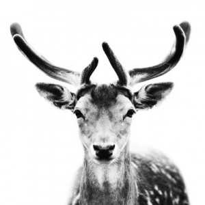Rendier Kerstinspiratie!